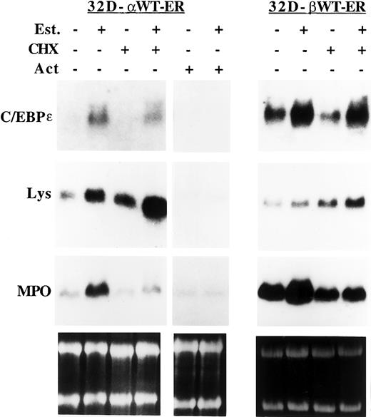 Fig. 8. Effect of C/EBPs in cycloheximide versus actinomycin D on induction of lysozyme and C/EBPε. / Lysozyme and C/EBPε are induced by C/EBPs in cycloheximide but not actinomycin D. The 32D-C/EBPαWT-ER (32D–αWT-ER) or 32D–C/EBPβWT–ER-1 (32D–βWT-ER) cells proliferating in IL-3 were exposed to 1 μM estradiol (Est), 50 μg/mL cycloheximide (CHX), both, or neither for 8 hours. The 32D–C/EBPαWT-ER cells were also cultured with actinomycin D (Act) with and without estradiol. Total cellular RNAs were then isolated and subjected to Northern blotting for lysozyme, C/EBPε, and MPO. An ethidium stain of ribosomal RNAs is also shown as a control for RNA integrity and loading (bottom panels).