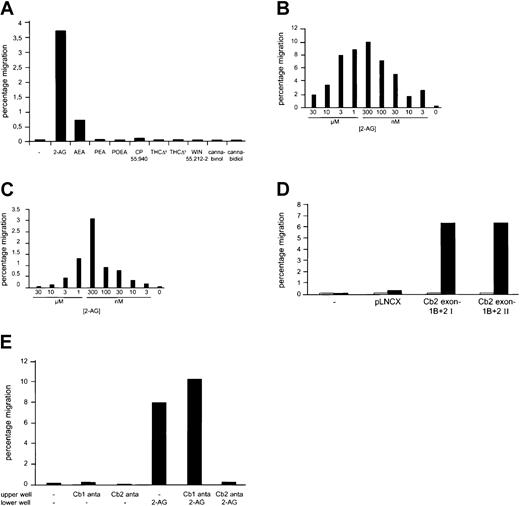 Fig. 3. In vitro migration of Cb2-expressing cells following exposure to cannabinoids. / (A) Comparison of the chemoattractive effect of different cannabinoid ligands (1 μM) on Cb2 exon-1B/exon-2–expressing 32D/G-CSF-R cells. Ligands were added to the lower chamber, and cells that migrated to the lower well were counted after 4 hours of incubation. Y-axis shows the percentage of migrated cells from an input of 1 × 105. (B) Effect of different concentrations of 2-AG when added to the lower chamber on the in vitro migration ofCb2-expressing 32D/G-CSF-R cells. Y-axis shows the percentage of migrated cells from an input of 1 × 105. (C) 2-AG titration experiment using the myeloid cell line NFS 78. Y-axis shows the percentage of migrated cells from an input of 2 × 105. (D) Chemoattractive effect of 300 nM 2-AG (▪) or nothing (■) on exon-1B/exon-2 Cb2-expressing cells versus non-Cb2–expressing cells. Y-axis shows percentage of migrated cells from an input of 2 × 105cells. (E) Cb2-expressing 32D/G-CSF-R cells were exposed to medium with or without 300 nM 2-AG added to the lower well; 100 nM Cb1-specific antagonist, SR141716, Cb2-specific antagonist, SR144528, or cells without antagonist as a control were placed on the upper well. Y-axis shows percentage of migration from an input of 1 × 105 cells.
