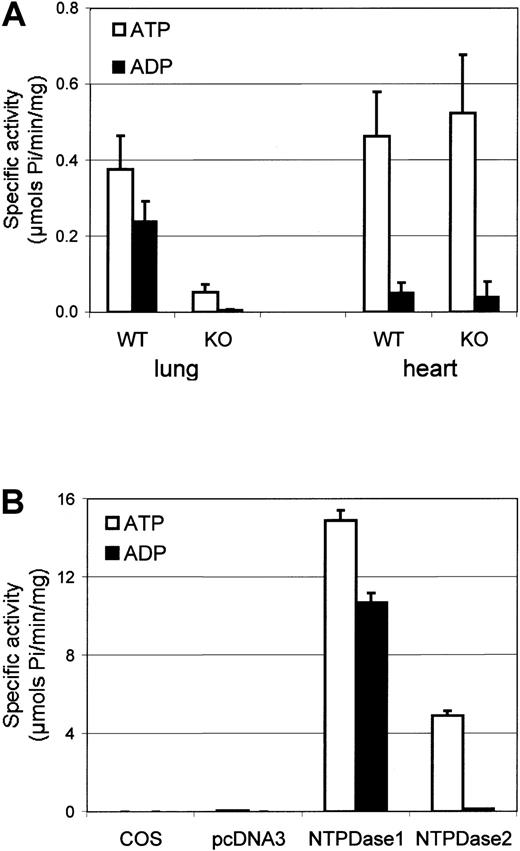 Fig. 1. Biochemical activity of murine tissues and recombinant NTPDase1 and NTPDase2. / NTPDase activities of protein preparations were determined by measurement of phosphate release from the respective substrates. Data are expressed as the mean ± SD for specific ATPase (□) or ADPase (■) activities. (A) NTPDase activities ofcd39+/+ (n = 5) andcd39−/− (n = 5) mouse lung and heart preparations were measured. (B) NTPDase activity of protein extracts from NTPDase1- or NTPDase2-transfected cells were compared with control cells—untransfected (COS) or those transfected with pcDNA3 empty vector (n = 3 different transfections).