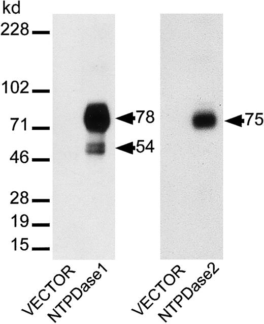 Fig. 3. Specificity of antisera for murine NTPDase1 and NTPDase2. / Protein samples (5 μg) from COS cells, transiently transfected with NTPDase1 or NTPDase2 cDNA constructs or from cells transfected with empty vector DNA (as a negative control), were fractionated on 10% acrylamide SDS–polyacrylamide gel electrophoresis under nonreducing conditions. Separated proteins were then transferred to an Immobilon-P membrane and incubated with pAbs directed against NTPDase1 or NTPDase2. Each antiserum detected protein bands only in the appropriately transfected cells.