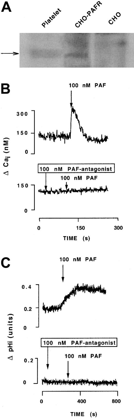 Fig. 1. Detection and characterization of PAFR stably transfected in CHO-αIIbβ3 cells. / (A) Cell extracts were subjected to Western blotting analysis using a rabbit polyclonal anti-PAFR. The arrow points to a band of the expected size of PAFR that is present in human platelets and CHO-αIIbβ3-PAFR cells, but absent in CHO-αIIbβ3 cells transfected with the void plasmid. (B) and (C) depict the effects of PAF in increasing the intracellular cytosolic levels of free calcium and intracellular pH, and the effect of a PAF antagonist in preventing both effects. Measurement of intracellular calcium and pH was carried out fluorimetrically as described in “Materials and methods.” The data are representative of at least 6 observations made in different cell preparations.