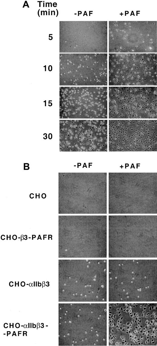 Fig. 2. Effect of PAF on adhesion of CHO-αIIbβ3-PAFR cells to immobilized Fg. / (A) Time course of the effect of PAF on adhesion of CHO-αIIbβ3-PAFR cells to immobilized Fg. CHO cells (4 × 105) coexpressing αIIbβ3 and PAFR were added to the wells of microtiter plates coated with 10 μg/mL Fg, incubated for different periods of time at 37°C in the presence or absence of 100 nM PAF, and visualized by phase contrast microscopy. (B) Comparative effect of PAF on adhesion of CHO, CHO-β3-PAFR, CHO-αIIbβ3, and CHO-αIIbβ3-PAFR cell lines to immobilized Fg. Cells were allowed to adhere on Fg-coated wells for 5 minutes, in the absence or presence of 100 nM PAF.