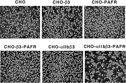 Fig. 4. Soluble Fg-dependent aggregation of CHO-αIIbβ3-PAFR cells induced by PAF. / Cells (2.5 × 106/mL) were incubated with 1 mg/mL Fg for 15 minutes at room temperature in a 250 μL final volume and then stimulated with 100 nM PAF and plated onto BSA-precoated wells. Aggregate formation was examined by phase-contrast microscopy as described in “Materials and methods.” Original magnification, × 100.