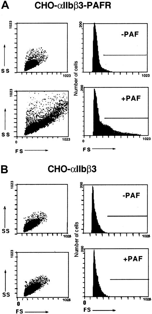 Fig. 5. Flow cytometric assessment of the PAF-induced aggregation of CHO-αIIbβ3-PAFR cells. / Either CHO-αIIbβ3-PAFR (A) or CHO-αIIbβ3 cells (B) (2.5 × 106/mL) were incubated for 15 minutes with soluble Fg (0.5 mg/mL) in the presence or absence of 100 nM PAF and then fixed with 0.25% paraformaldehyde. Forward (FS) and side (SS) light scatter data of each sample were analyzed by flow cytometry as described in “Materials and methods.”