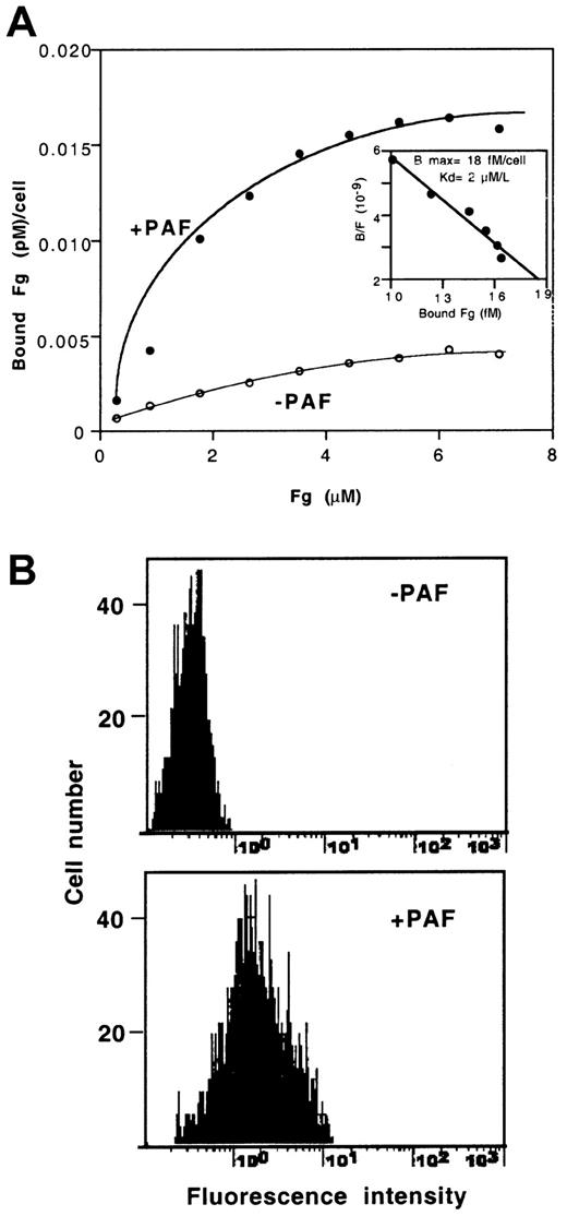 Fig. 6. Effect of PAF on binding of soluble Fg or PAC1 to CHO-αIIbβ3-PAFR cells. / (A) Binding of FITC-Fg to CHO-αIIbβ3-PAFR cells. Cells were incubated for 15 minutes with soluble FITC-Fg, in the presence or absence of 100 nM PAF, as described in “Materials and methods.” The data are means of 3 independent experiments performed in duplicate. The insert shows the Scatchard plot of data. (B) The histograms represent the expression of PAC1 binding sites in cells incubated with or without 100 nM PAF.