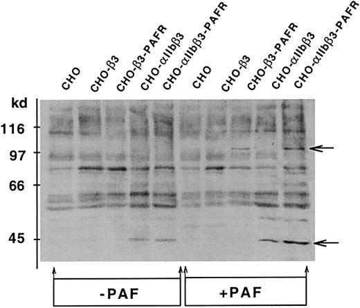 Fig. 7. Tyrosine phosphorylation induced by PAF in CHO cell lines. / Cells (2.5 × 106/mL) were incubated with 1 mg/mL Fg for 15 minutes at room temperature in a 250 μL final volume and then stimulated with 100 nM PAF and plated onto BSA-precoated wells. After 15 minutes, cells were lysed and proteins (50 μg) were separated by 6% to 16% SDS-PAGE, transferred to PVDF sheets and probed with antiphosphotyrosine mAb PY99, as described in “Materials and methods.” The arrows point to phosphorylated p100-PPA and MAPK proteins.