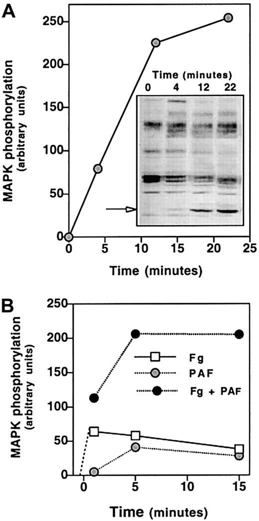 Fig. 8. Time course of Fg and/or PAF-induced tyrosine phosphorylation of proteins in CHO-αIIbβ3-PAFR cells. / (A) Cells (2.5 × 106/mL) were incubated with 100 nM PAF for 2 minutes at room temperature in a 250 μL final volume and then Fg was added at 1 mg/mL and cells were plated onto BSA-precoated wells. (B) Cells were incubated with 1 mg/mL Fg for 15 minutes at room temperature in a 250 μL final volume and then stimulated with 100 nM PAF and plated onto BSA-precoated wells. At the indicated times, cells were lysed and proteins (50 μg) were resolved by SDS-PAGE, transferred to PVDF membranes and probed with antiphosphotyrosine mAb PY99, as described in “Materials and methods.” The arrow points to the phosphorylated MAPK protein. The densitometric analysis was carried out using the public domain program NIH Image (http://rsb.info.nih.gov/nih-image/).