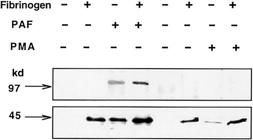 Fig. 9. Differential effects of PAF and PMA on tyrosine phosphorylation of p100-PPA and MAPK in CHO-αIIbβ3-PAFR cells. / Cells were incubated with either 100 nM PAF for 2 minutes or 100 nM PMA for 30 minutes. Then 1 mg/mL Fg was added and cells were plated onto BSA-precoated wells. After 15 minutes, cells were lysed and proteins (50 μg) were resolved by SDS-PAGE, transferred to PVDF membranes, and probed with antiphosphotyrosine mAb PY99, as described in “Materials and methods.”