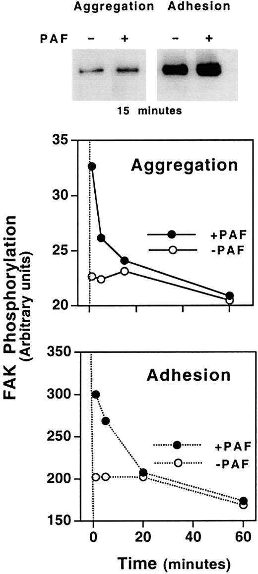 Fig. 10. Time course of PAF-induced tyrosine phosphorylation of FAK in CHO-αIIbβ3-PAFR cells in the presence of either soluble or solid-phase Fg. / In aggregation assays, cells were incubated with 1 mg/mL Fg for 15 minutes at room temperature and then were stimulated with 100 nM PAF and plated onto BSA-precoated wells. At the indicated times, cells were lysed and immunoprecipitation of FAK was performed using a polyclonal anti-FAK antibody. Immunoprecipitates were analyzed by immunoblotting with antiphosphotyrosine mAb PY99, as described in “Materials and methods.” In adhesion experiments, cells were added to Fg-coated wells and allowed to adhere for 15 minutes. Then 100 nM PAF was added and incubation continued until the indicate times. Cells were lysed and tyrosine phosphorylation of FAK was determined as above. The densitometric analysis was carried out using the public domain program NIH Image (http://rsb.info.nih.gov/nih-image/).