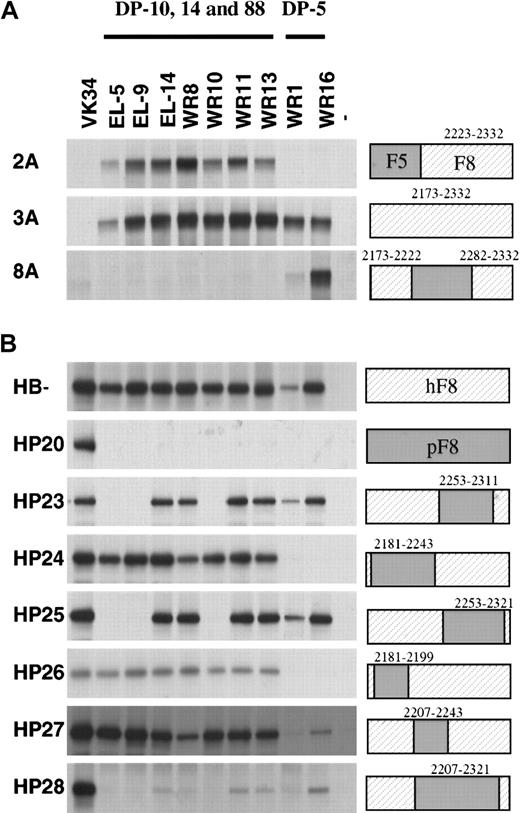 Fig. 3. Reactivity of isolated scFv with factor V/factorVIII and human/porcine factor VIII hybrids. / Binding of scFv to recombinant factor V/VIII (A) and porcine/human factor VIII (B) hybrids was assessed by immunoprecipitation. (Lane 1) positive control (34, anti-A2 scFv VK34); (lanes 2-10) 5, 9, 14, 8, 10, 11, 13, 1, and 16: scFv corresponding to clones EL-5, EL-9, EL-14, WR8, WR10, WR11, WR13, WR1, and WR16; (lane 11) negative (−) control. On the right, the fragments used are indicated. Sequences corresponding to human factor VIII are depicted as hatched boxes. At the top of the figure, the 2 classes of VH gene segments that encode the different clones are given. Clone EL-5, EL-9, EL-14, WR8, WR10, WR11, and WR13 are derived from VH gene segments DP-10, DP-14, and DP-88, whereas clones WR1 and WR16 are derived from VH gene segment DP-5.