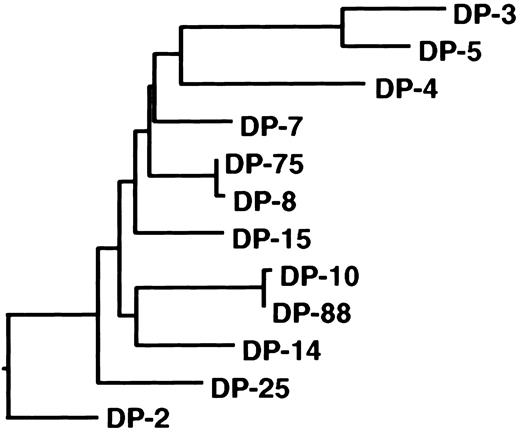Fig. 4. Phylogeny of the VH1 family germline gene family. / Dendrogram of all human VH1 family germline genes shows relatedness of DP-10, DP-88, and DP-14. The nucleotide sequences were aligned using the CLUSTAL alignment of the DNAstar (Madison, WI) MegALIGN application. The evolutionary distance between the different gene segments correlates with the length of the closed lines.