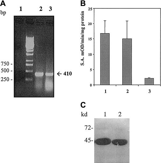Fig. 1. C2C12 myoblasts produce uPA-dependent plasmin activity. / (A) C2C12 muscle cells express Plg. RT-PCR was performed to detect the expression of Plg in murine liver (positive control, lane 2) and differentiating C2C12 cells (lane 3). Lane 1 corresponds to PCR-negative control. Expected RT-PCR product size was 410 bp. (B) Plasmin activity is produced by C2C12 myoblasts. Histograms show plasmin specific activity (SA) (expressed as mOD/min/mg protein) in conditioned medium of C2C12 cells: preconfluent myoblasts (lane 1) and fusing myotubes (lane 2). No plasmin activity is detected in DMEM medium (lane 3), used as a negative control. The assays were performed in 0.1 M Tris-HCl and 2 mM EDTA, pH 7.6, containing the chromogenic substrate S-2251. (C) C2C12 cells produce uPA proteolytic activity. Conditioned media from preconfluent myoblasts (lane 1) and fusing myotubes (lane 2) cells were analyzed, after SDS-PAGE, for uPA and tPA activity, by PA zymography. The 45-kd approximate molecular mass species indicated by an arrow corresponds to murine uPA and was calculated according to standard molecular mass markers electrophoresed in an adjacent lane and stained with Coomassie blue. The photographs were taken after overnight incubation at 4°C and 4 hours at 37°C.