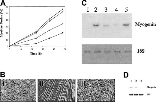 Fig. 2. Inhibition of plasmin activity with α2-antiplasmin decreases myotube formation and differentiation. / C2C12 myoblasts were grown in DMEM plus 10% FBS and then switched to DMEM supplemented with insulin for 3 days (A, B, C), to induce myotube formation and differentiation, or 18 hours (D), to induce only myogenic differentiation, in the presence or absence of α2-antiplasmin, SB203580, or BSA. (A) The α2-antiplasmin decreases myotube formation. Quantitative effects of plasmin inhibition on myoblast fusion. Near-confluent C2C12 cells were switched to DMEM plus insulin to promote fusion in the absence (○) or presence of α2-antiplasmin (▵), SB203580 (▪), or BSA (■). Fusion is represented as percentage of nuclei in myotubes. Values are mean of 3 independent experiments. (B) Lower-power views of representative fields. Preconfluent cells in DMEM/10% FBS (i), confluent cells in DMEM/insulin (ii), confluent cells in DMEM/insulin plus α2-antiplasmin (iii). Magnifications are × 100. (C) The α2-antiplasmin decreases myogenic differentiation. Northern blot analysis of 5 μg total RNA from C2C12 cells grown as myoblasts in DMEM plus 10% FBS (lane 1) and then switched to DMEM plus insulin for 3 days to induce myoblast differentiation and fusion, in the absence (lane 2) or presence of α2-antiplasmin (lane 3), SB203580 (lane 4), or BSA (lane 5). The probe for each hybridization is indicated. (D) Inhibition of plasmin activity with α2-antiplasmin decreases myogenin expression prior the onset of myotube formation. Northern blot analysis of 10 μg total RNA from C2C12 cells grown as myoblasts in DMEM plus 10% FBS and the switched for 18 hours to DMEM plus 170 nM insulin to induce myogenic differentiation, in the absence (lane 1) or presence of 100 nM α2-antiplasmin (lane 2) or 10 μM SB203580 (lane 3). The probe for each hybridization is indicated.