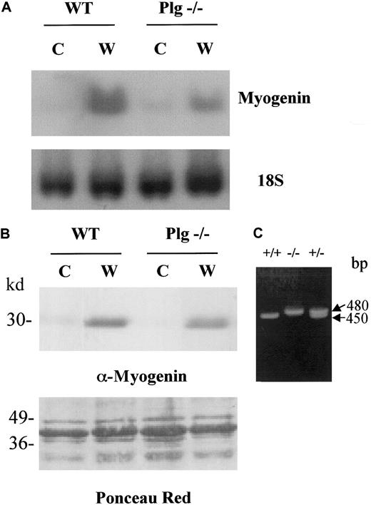 Fig. 4. Distinct up-regulation of myogenin in skeletal muscle of WT and Plg-deficient mice after freeze-crush injury. / RNA and tissue extracts were obtained from the gastrocnemious muscle of WT and Plg−/− mice at 0 days AI (C, control) or 4 days AI (W, wound). (A) Analysis of myogenin messenger RNA in regenerating muscle of WT and Plg−/− mice. Northern analysis was performed to detect expression of myogenin and 18S. Myogenin transcript levels were induced in regenerating muscle of WT mice. Expression of myogenin was lower in regenerating muscle of Plg-deficient mice compared with regenerating muscle of WT mice, whereas levels of 18S were similar in all lanes. (B) Analysis of myogenin protein in regenerating muscle of WT and Plg−/− mice. Western analysis was performed to detect expression of myogenin using an antimyogenin antibody. Ponceau Red staining was performed to check for equal protein loading. Myogenin was induced in both WT and Plg-deficient mice, although induction was greater in the former mice. (C) PCR genotyping of Plg+/+, Plg−/−, and Plg+/− mice. PCR products of 450 and 480 bp correspond to WT Plg allele and targeted allele, respectively.