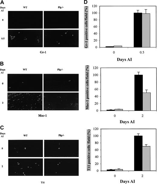 Fig. 6. Immunohistochemical demonstration of the presence of inflammatory cells in muscles of WT and Plg-deficient mice after glycerol-induced injury. / Detection of neutrophils (Gr-1+) (A), macrophages (Mac-1+) (B), and T cells (T11+) (C) in transverse sections of control and injured skeletal muscles of WT and Plg-deficient mice at the indicated times AI. (D) Quantitative analysis of Gr-1+, Mac-1+, and T11+ cells in regenerating muscles of WT and Plg-deficient mice. Gr-1+, Mac-1+, and T11+ cells were counted in 10 random fields per section, and data from 12 sections per muscle were pooled. The mean values for both limbs were to provide a mean value for each animal (3 animals were studied at each time point). Histograms show the percentage of reduction of Mac-1+ and T11+ cells (50% and 30%, respectively) in Plg−/− mice (gray bars) with respect to WT mice (black bars); statistical significant (P < .05) is denoted. Gr-1–expressing cells were maximal 12 hours AI in both WT and Plg-deficient mice. Mac-1– and T11-expressing cells increased 2 days AI in muscle of WT and Plg-deficient mice; however, the number of Mac-1+ and T11+ cells was lower in Plg−/− mouse muscle. Original magnifications × 400.