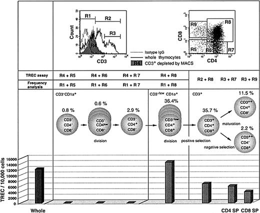 Fig. 1. TREC levels in FACS-purified thymocyte subsets from the human thymus. / TREC levels were measured in FACS-sorted cells from a fresh thymus of a newborn infant. For CD3− cells, the thymocytes were first depleted of CD3+ cells by MACS and then sorted by FACS for the subsets based on CD4 and CD8 expression (dot plot, upper right) to more precisely determine the timing of peak TREC production. Cells were also sorted for CD1a+/++ cells so as to exclude the CD1a−CD3− subset, which may contain precursors for NK cells and thymic dendritic cells. The sorted cells were subjected to TREC assay. The CD3+-depleted fraction (shown as R4 in the histogram, upper left) contained cells expressing CD3 at the intermediate level (referred to as CD3low) as well as CD3− cells. On the other hand, for measuring the frequency of each subpopulation in CD3− and CD3−/low populations, we analyzed whole thymocytes from the same thymus sample using gate R1. For CD3+ subsets, the whole thymocytes were analyzed for frequency measurement using gates R2 or R3 and then sorted for the TREC assay. Therefore, it should be noted that the actual frequency of CD3−/lowCD4+CD8+ and CD3+CD4+CD8+ cells should be slightly higher and lower, respectively, than the values shown here (36.4% and 35.7%, respectively). The TREC values are expressed as copies per 10 000 cells. These data represent 3 different experiments.