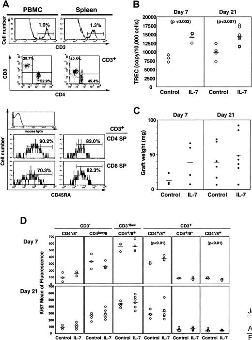 Fig. 5. The in vivo effects of IL-7 on TREC generation in NOD-SCID-hu mice. / Four weeks after implantation of human fetal thymus and liver, NOD-SCID-hu mice were treated with 100 ng IL-7 twice daily for 10 days. Seven (control, n = 3; IL-7, n = 4) and 21 days (control, n = 5; IL-7, n = 7) after the last injection, the grafts, spleen, and PBMCs were recovered from the mice for phenotypic analysis and TRECs. The upper panels of panel A indicate percentage of human CD3+cells and the panels in the middle row of panel A indicate human CD4+ and CD8+ expression on the CD3+ population of PBMC (left) and spleen (right). The bottom figures of panel A show CD45RA+ cells on CD3+CD4+ or CD3+CD8+populations of PBMCs (left) and spleen (right). The TREC levels of grafts and the graft weights in control and IL-7–treated mice are shown in panels B and C, respectively. The percentages of Ki67+ cells in each subpopulation of grafts are shown in panel D.