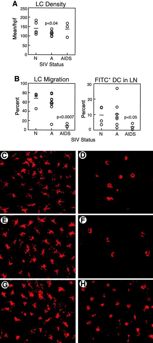 Fig. 2. Impaired migration of LCs from skin to lymph nodes in response to contact sensitization in monkeys with AIDS. / (A) Epidermal sheets were isolated from skin biopsies from normal, healthy monkeys (N, n = 5), and monkeys with acute SIV infection (A, n = 9) or AIDS (n = 3) and labeled with mAb to HLA-DR to identify LCs. Mean LC density was calculated from 12 high-power fields. LC density is decreased in acute SIV infection as compared to normal animals (P < .04). (B) FITC was applied to inguinal skin and 24 to 48 hours later skin and draining lymph nodes (LN) were harvested to determine LC migration and the proportion of FITC+ DCs in lymph nodes. On the left is shown the proportion of LCs migrating from FITC-painted skin as compared to control contralateral skin in healthy monkeys (n = 4), and monkeys with acute SIV infection (n = 9) or AIDS (n = 3). LC migration in monkeys with AIDS is reduced as compared to normal animals (P < .0007). On the right, FITC+ DCs as a proportion of all CD86+ CD83+ lymph node DCs in healthy monkeys (n = 4) and monkeys with acute SIV infection (n = 7) or AIDS (n = 3) are shown. The proportion of FITC+ DCs in lymph nodes of monkeys with AIDS is lower than that in healthy animals (P < .05). Each circle represents a different animal, and horizontal bars represent the mean. (C-H) Representative images of HLA-DR+ LCs in epidermal sheets of unpainted control skin (C,E,G) and FITC-sensitized skin (D,F,H) from healthy monkeys (C-D), and monkeys with acute SIV infection (E-F) or AIDS (G-H). Original magnification × 400.