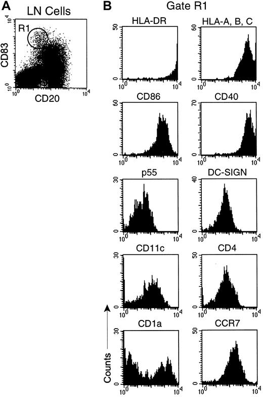 Fig. 3. CD83 expression identifies activated IDCs in lymph nodes of healthy monkeys. / Lymph node single-cell suspensions were stained with mAbs to CD20 and CD83 and a panel of cell surface markers. (A) Dot plot of CD83 versus CD20. IDCs (R1) express high levels of CD83 and lack expression of CD20. (B) Phenotype of CD83+ IDCs gated on R1. Fluorescence due to isotype control mAb was limited to the first decade. Data are representative of 12 experiments.