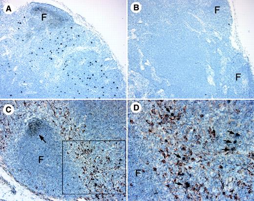 Fig. 8. IDCs are closely associated with SIV-infected cells in the lymph node paracortex. / (A-B) In situ hybridization for SIV RNA using antisense (A) and control (B) sense probes on a lymph node of a monkey with AIDS. (C) In situ hybridization for SIV RNA (black) was combined with immunohistochemistry for p55 protein (brown) to identify IDCs. Arrow identifies SIV RNA in a follicle. (D) Higher power image of the boxed area in panel C highlighting p55+ IDCs in close proximity to SIV-infected cells (arrows). F indicates follicle. Ab staining was detected using streptavidin-peroxidase with diaminobenzidine substrate. Tissues were counterstained with hematoxylin. Original magnification × 100 (A,B), × 200 (C), and × 400 (D).