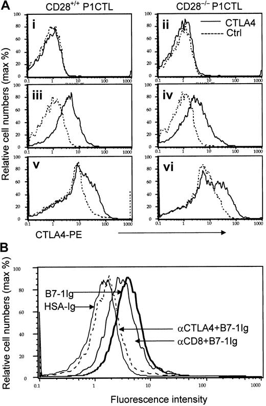 Fig. 1. Expression and identity of a non-CD28 receptor for B7-1 on the cell surface of P1CTL. / (A) CD28-independent expression of CTLA4 on activated T cells. Naive (i-ii), in vitro–activated (iii-iv), and ex vivo–activated (v-vi) P1CTL were stained with either PE-conjugated anti-CTLA4 mAb (solid lines) or isotype control (dotted lines). Data shown were gated CD8 T cells, marked by FITC-conjugated anti-CD8 mAb. (B) Blocking of B7-1 immunoglobulin binding to activated CD28−/− P1CTL by anti-CTLA4, but not anti-CD8 mAbs. CD28−/− P1CTL were stimulated for 3 days in vitro with P1A peptide and were stained with biotinylated B7-1 immunoglobulin or control HSA immunoglobulin followed by PE-conjugated streptavidin. To verify the involvement of CTLA4, half the cells were pretreated with either anti-CD8 or anti-CTLA4 mAb (100 μg/mL) for 30 minutes before the addition of biotinylated fusion proteins. Data shown are normalized histograms using Flowjo software (version 3.4). Essentially identical numbers of cells were analyzed to produce the overlaid histograms. The number of gated CD8 T cells analyzed were naive, 10 000 events; in vitro activated, 5000 events; ex vivo activated CD28−/− T cells, 4000 events; ex vivo– activated WT CD8 T cells, 5000 events. These experiments were repeated twice with similar results.