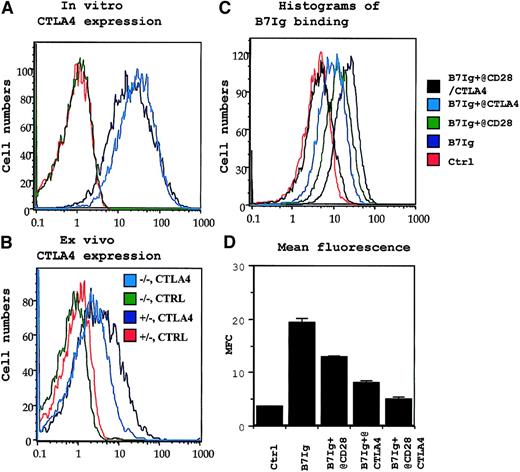 Fig. 2. CD28-independent expression of CTLA4 and absence of B7 receptors other than CD28 and CTLA4 in permeabilized P1CTL T cells. / (A) CD28-independent expression of intracellular CTLA4 in activated P1CTL. (B) CD28-independent expression of intracellular CTLA4 in tumor-infiltrating P1CTL. The genotype of CD28 locus (+/−or −/−) and the antibodies (CTLA4 or ctrl for isotype control) used for panels A and B are shown in the legends in panel B. (C, D) Blocking of B7- immunoglobulin binding to activated T cells by anti-CD28 or anti-CTLA4. Activated CD28+/− P1CTL were incubated first with either anti-CD28 or anti-CTLA4 mAb ascites. They were then incubated with biotinylated B7 immunoglobulin or a murine IgG2a mAb isotype control (ctrl). The amount of biotinylated B7 immunoglobulin or ctrl was determined by PE-conjugated streptavidin. Data in panels A, C, and D were repeated at least 5 times, and those in panel B were repeated twice.