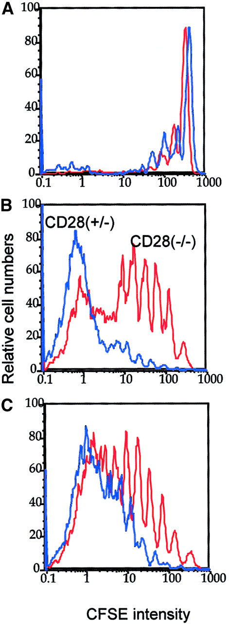 Fig. 4. Optimal in vivo clonal expansion of P1CTL requires CD28 on the T cells. / Purified CD28+/− (blue lines) or CD28−/−(red lines) CD8+ P1CTL were labeled with CFSE and were adoptively transferred into RAG-2−/− mice that bore either J558-B7 (C) or J558-Neo (B) tumors or into RAG-2−/− mice that received no tumor cells (A). Mononuclear cells were harvested on day 4 after transfer. Division of P1CTL was analyzed by flow cytometry. Data shown are CFSE intensity of gated Vα8+ T cells, as measured by flow cytometry and analyzed by Flowjo software, as detailed in the legend to Figure 1. Five thousand gated P1CTL cells were analyzed. The increased proliferation of CD28+/− T cells over that of the CD28−/− T cells was reproduced in 3 independent experiments.