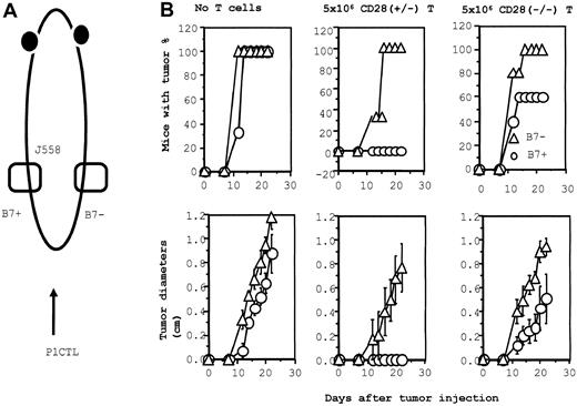 Fig. 6. B7-dependent rejection of J558 tumor: role of CD28 and CTLA4. / (A) Diagram of experimental design. J558-B7 and J558 tumor cells were injected at separate flanks of the RAG-2−/− BALB/c mice. These mice then either received no T cells or they received CD28+/− or CD28−/− T cells on the day of tumor injection. The tumor incidence (top panels) and growth kinetics were monitored. (B) Tumor rejection by 5 × 106 of CD28+/− or CD28−/− P1CTL. Groups that received no T cells or CD28+/− T cells had 3 mice per group; the group that received CD28−/− T cells consisted of 5 mice. The sizes of J558-Neo and J558-B7 tumors in mice that received CD28−/− P1CTL were significantly different between day 12 and day 22 (2-sided P value between .05 and .0001 by Student t test).