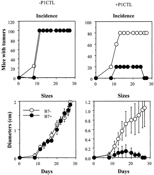 Fig. 7. Tumor rejection by 15 × 106 of CD28−/− P1CTL. / The group that received no T cells consisted of 4 mice, whereas the group that received CD28−/− T cells consisted of 5 mice. Differences in the sizes of J558-Neo and J558-B7 tumors were statistically significant from day 17 on (Welch t test, 2-sided P value between .05 and .03).
