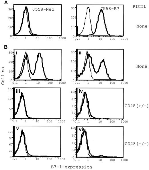 Fig. 8. Selective elimination of B7+ tumor cells by P1CTL from a mixture of B7+ and B7− tumor cells: flow cytometric analysis of the composition of B7+ and B7− tumors in the presence or absence of P1CTL. / Single viable cell suspensions were prepared from freshly isolated tumors and were stained with anti–B7-1 mAb hybridoma supernatants (bold lines) or medium as control (thin lines). (A) J558-B7 or J558 tumor cells in separate mice. (B) J558-Neo and J558-B7 cells were mixed before injection. Tumors in panels i-ii were from mice that received no T cells; those in panels iii-iv received 5 × 106 of CD28+/− T cells, and those in panels v-vi received 5 × 106 of CD28−/− T cells.