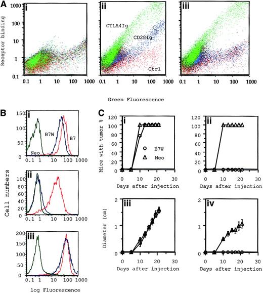 Fig. 9. Mutant B7-1–transfected tumor cells that bind to CTLA4, but not to CD28, were selectively eliminated by P1CTL. / (A) Characterization of receptor binding of WT and mutant B7-1 by flow cytometry. COS cells were transiently transfected with plasmid expressing GFP (i), GFP-tagged wild-type B7 (B7-GFP) (ii), or mutant B7(W88→A)(iii) were stained with 100 μg/mL of either CD28 immunoglobulin or CTLA4 immunoglobulin mixed with PE-conjugated goat–antihuman IgG. Two-color flow cytometry was used to determine B7 expression versus receptor binding. Green indicates binding of CTLA4 immunoglobulin; blue, CD28 immunoglobulin; red, control. (B) Receptor binding and (C) tumorigenicity of J558-Neo and J558-B7W. (B) Binding to anti–B7-1 mAb (i), CD28 immunoglobulin (ii), and CTLA4 immunoglobulin (iii). (Ci, iii) (n = 4): tumor incidence (i) and growth kinetics (iii) of J558-Neo and J558-B7W tumors in RAG-2−/− mice that received no T cells. (Cii, iv) (n = 5): incidence (ii) and growth kinetics (iv) in the presence of 15 × 106CD28+/− P1CTL.
