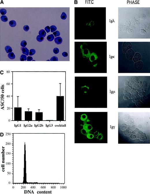 Fig. 2. B220−/IgM− population III cells are IgG-secreting plasma cells. / (A) B220−/IgM− cells were isolated as described in “Materials and methods,” cytocentrifuged onto slides, and stained with hematoxylin and eosin. Original magnification × 40. (B) B220−/IgM− cells were purified, cytocentrifuged onto slides, fixed, stained with FITC-conjugated anti-Igλ, anit-Igκ, anti-Igμ, or anti-Igγ and examined by both phase and confocal microscopy. Original magnification × 40. (C) The number of plasma cells secreting the various IgG isotypes was determined by ELISPOT. The data are represented as the mean (± SEM) number of secreting cells per 50 cells for 4 independent plasma cell isolations. In each individual experiment, each isotype was performed in triplicate. (D) Purified plasma cells were fixed and stained with PI as described in “Materials and methods,” and analyzed by flow cytometry. A representative experiment of 3 is shown. Cell lines examined in parallel showed significant fractions in the S and G2/M phases of the cell cycle (not shown), whereas the plasma cells were nearly all G0/G1.