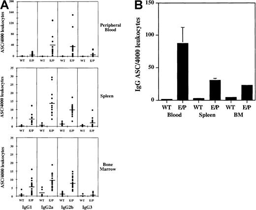 Fig. 4. Increased frequency of plasma cells in other E/P−/− tissues. / ELISPOT analysis was performed to quantify plasma cell numbers in E/P−/− peripheral blood, spleen, and bone marrow. (A) Four thousand leukocytes of each tissue type were added per well and each dot represents the mean number of antibody-secreting cells (ASCs) from triplicate wells for an individual mouse. For peripheral blood and spleen, wild-type (WT) n = 6 and E/P n = 14, and for bone marrow, wild-type n = 9 and E/P n = 19. The mean for each isotype is represented by a horizontal line. Note the scale difference for peripheral blood. (B) The total number of IgG-secreting plasma cells for wild-type versus E/P−/− tissues is represented as the mean (± SEM) ASCs per 4000 input leukocytes per mouse. Error bars are present for each group, although SEM is too small to visualize for wild-type tissues and E/P−/− bone marrow.