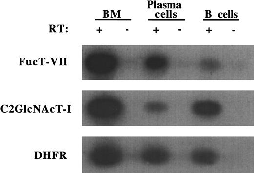 Fig. 8. Plasma cells up-regulate FucT-VII but down-regulate C2GlcNAcT-I. / Expression of FucT-VII and C2GlcNAcT-I mRNA by E/P−/−plasma cells and wild-type IgM+ B cells was determined by RT-PCR. Wild-type bone marrow was used as a positive control for all 3 genes, and DHFR served as a normalization control. Presence or absence of RT in the RT-PCR reactions is indicated. A representative experiment of 3 is shown.