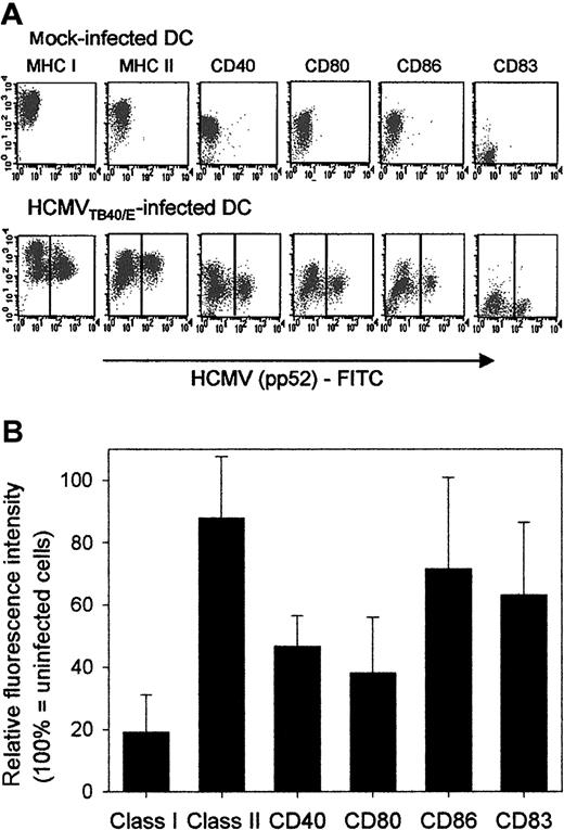 Fig. 1. HCMV infection does not induce maturation of DCs and modifies the expression of cell-surface molecules on immature DCs. / The effect of HCMV infection on the expression of MHC class I, MHC class II, costimulatory molecules, and CD83 was investigated by FACS analysis on immature DCs. DCs were generated in the presence of GM-CSF and IL-4. On day 5 of the culture they were either mock infected or were infected with HCMVTB40/E (MOI = 10). Immunofluorescent labeling of cell-surface molecules and intracellular staining of fixed and permeabilized cells with FITC-conjugated HCMV pp52 antigen were carried out 2 days after infection as described in “Patients, materials, and methods.” (A) A representative experiment showing the original FACS data of the expression of cell-surface molecules on mock-infected (first row) or HCMV-infected (second row) immature DCs. The Y axes represent the mean fluorescence intensity (MFI) of surface molecules indicated above the dot plots and on the X axes the MFI of the HCMV pp52-specific antibody is shown. Throughout this paper, DCs from HCMV-infected cultures were described either as HCMV Ag negative (left side of dot plots in the second row) or HCMV Ag positive (right side of dot plots in the second row) representing uninfected and infected DCs, respectively. (B) The relative fluorescence intensity (RFI) of surface molecules on Ag-positive DCs are shown. Means and standard deviations were calculated from 3 to 4 experiments. Each data point represented the RFI of a given surface molecule (M) on HCMV Ag-positive DCs, calculated as: (MFI ofM on HCMV Ag-positive DCs / MFI of M on mock-infected DCs) × 100.