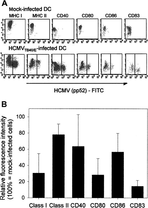 Fig. 2. HCMV infection of DCs inhibits LPS-induced up-regulation of cell-surface molecules. / The effect of HCMV infection on the LPS-induced expression of MHC class I, MHC class II, costimulatory molecules, and CD83 on DCs was investigated by FACS analysis. DCs were generated in the presence of GM-CSF and IL-4. On day 5 of the culture they were either mock infected or infected with HCMVTB40/E (MOI = 10). After 48 hours, LPS was added in the presence of IFN-γ and TNF-α for 24 hours. Immunofluorescent labeling of cell-surface molecules and intracellular staining of fixed and permeabilized cells with FITC-conjugated HCMV pp52 antigen were carried out as described in “Patients, materials, and methods.” (A) A representative experiment showing original FACS data of the expression of cell-surface molecules on mock-infected (first row) or HCMV-infected (second row) DCs following LPS treatment. The Y axis represents the mean fluorescence intensity (MFI) of surface molecules as indicated above the dot plots, and the X axis indicates the binding of HCMV pp52-specific antibody. (B) The relative fluorescence intensity (RFI) of surface molecules on HCMV Ag-positive DCs following LPS treatment are shown. Means and standard deviations were calculated from 3 experiments. RFI was calculated as in Figure 1, except that the 100% expression was represented by LPS-treated mock-infected DCs.