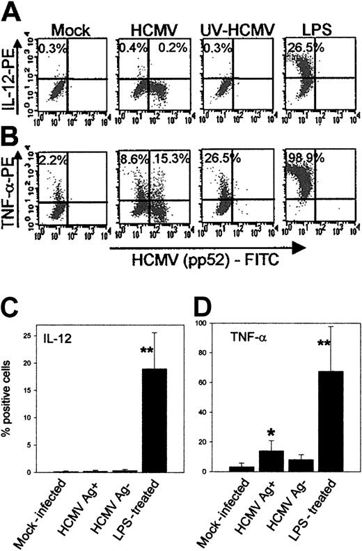 Fig. 4. HCMV infection of DCs induces no IL-12 and only a low level of TNF-α production. / Cytokine production by DCs following HCMV infection was measured by intracellular staining of cytokines in brefeldin A–treated, fixed, and permeabilized DCs by FACS analysis as described in “Patients, materials, and methods.” DCs were generated as described in the presence of GM-CSF and IL-4. On day 5 of the culture they were either mock infected or infected with HCMVTB40/E (MOI = 10), or UV-irradiated HCMV was added (MOI = 10), or LPS was added in the presence of IFN-γ and TNF-α. After 2 hours the medium was removed, the cells were washed once, and fresh complete medium containing GM-CSF and brefeldin A, in the form of GolgiPlug, was added. The cells were incubated for 22 hours and immunofluorescent labeling of fixed and permeabilized cells with FITC-conjugated HCMV pp52-specific antibody and either PE-conjugated IL-12 specific antibody or PE-conjugated TNF-α–specific antibody was carried out as described. (A) A representative experiment showing the original FACS data of the IL-12 production, or (B) TNF-α production by DCs following mock infection (first panel); infection with HCMV (second panel); treatment with UV-inactivated HCMV (third panel); LPS treatment (fourth panel). The Y axis represents the mean fluorescence intensity (MFI) of IL-12 or TNF-α and the X axis shows the MFI of the HCMV pp52-specific antibody. The numbers represent the proportions of cytokine-producing DCs. In the HCMV-infected group the cytokine production by the HCMV Ag-negative and by the HCMV Ag-positive DCs was calculated separately. (C) The summary of IL-12 production and (D) TNF-α production by DCs following HCMV infection. Means and standard deviations were calculated from 4 experiments. Significant differences to the mock-infected control are indicated as follows: *P < .05, **P < .01.