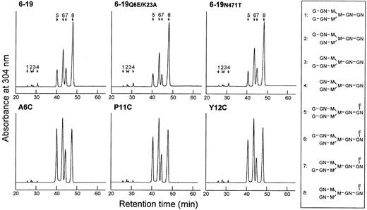 Fig. 4. Separation of desialylated oligosaccharides of cryogenic 6-19, 6-19Q6E/K23A, and 6-19N471T, and noncryogenic A6C, P11C, and Y12C IgG3 mAbs by octadecylsilane-HPLC. / Desialylated ABEE-oligosaccharides of the IgG samples were separated into 8 oligosaccharide fractions which were eluted as a series of authentic biantennary complex-type oligosaccharide structures (positions 1 to 8) of ± Galβ1-4GlcNAcβ1-2Manα1-6(±Galβ1-4GlcNAcβ1-2Manα1-3)Manβ1-4GlcNAcβ1-4(± Fucα1-6)GlcNAc shown in the right column. Peaks 1 and 5 correspond to digalactosylated (G2) oligosaccharide chains without or with a fucose residue; peaks 2, 3, 6, and 7 correspond to monogalactosylated (G1) oligosaccharide chains without or with a fucose residue; and peaks 4 and 8 correspond to nongalactosylated (G0) oligosaccharide chains without or with a fucose residue. G and Gal indicate galactose; GN and GlcNAc, N-acetylglucosamine; M and Man, mannose; F and Fuc, fucose.