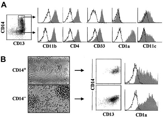 Fig. 4. CD14+ myelomonocytes derived from intrathymic CD34hiCD33lo pro–T cells are DC1 precursors. / (A) Representative flow cytometry profile (shaded monoparametric histograms) of electronically gated CD13+CD14+and CD13+CD14−/lo cell subsets (biparametric plot) derived by day 6 from CD34hiCD33loprecursors set up in multicytokine-supported cultures. Background fluorescence determined with isotype-matched irrelevant MoAbs is shown (unshaded histograms). (B) Bright-field images of CD14+(upper panel) and CD14−/lo (lower panel) subsets sorted as shown in (A) after overnight culture (original magnification × 40), and flow cytometry analysis for the correlated expression of CD14 and CD13 (biparametric plots), and CD1a (shaded histograms) on their cellular progenies derived upon reculture for 3 additional days.