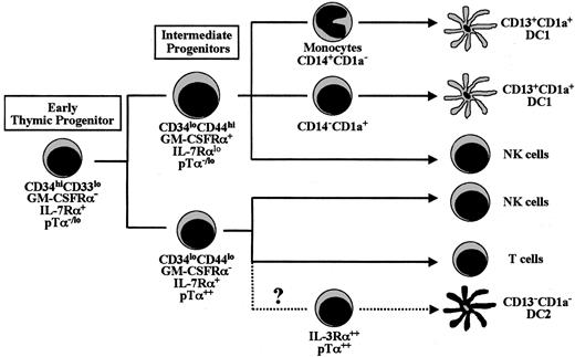 Fig. 7. Proposed model of DC, NK cell, and T-cell differentiation pathways from early CD34hiCD33lo precursors in the human postnatal thymus.