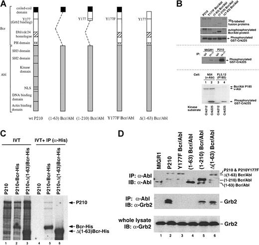 Fig. 1. Structures and biochemical characterization of bcr/abl proteins. / (A) Schematic of full-length and mutant bcr/abl proteins. The identical COOH-terminal abl portion of the chimeric protein (shaded bar) is present in all fusions. Some of the characterized domains are indicated on the left of wild-type P210. The NH2-terminal of the Abl portion is preceded by different truncated Bcr fragments to produce (1-63) bcr/abl, (1-210) bcr/abl, and Δ(1-63) bcr/abl. P210Tyr177Phe bcr/abl is derived from wild-type P210 with a Tyr177Phe substitution. (B) Kinase activity of wild-type P210 and bcr/abl mutants. Bosc cells were transiently transfected with the indicated constructs and labeled with 35S-methionine. Whole cell lysates were then immunoprecipitated with anti-Abl antibody 24-11. Equal amounts of each immunoprecipitated sample were subjected to SDS-PAGE to reveal the immunoprecipitated bcr/abl protein. Equal aliquots of each immunoprecipitated sample were subjected to an in vitro kinase assay. The figure shows both autophosphorylated bcr/abl and the phosphorylated exogenous substrate GST-Crk. To show specificity, Bosc cells were transfected with MigR1 or P210, immunoprecipitated with control mouse IgG or 24-11 and subjected to identical procedures (middle panel). To show that the immunoprecipitated bcr/abl specifically phosphorylated Crk on phosphotyrosine, the Crk212 mutant,20 which lacks the critical Tyr221 residue, was also used as an exogenous substrate. The α-abl mAb, 24-11, was used to immunoprecipitate the lysates of a v-Abl–expressing cell line N54 or P185-expressing cell line FL5.12 and identical assays were performed using 5 μg of either GST-Crk225 or GST-Crk212. As shown in the bottom section of panel B, Crk225 (lanes 2 and 4), but not Crk212 (lanes 1 and 3), was phosphorylated in this assay. Identical results were obtained in assays using P210 or P210Tyr177-expressing FL5.12 cells (data not shown). (C) P210 bcr/abl was in vitro translated and labeled with 35S-methionine alone or together with either the C-terminal His-tagged bcr polypeptide from P210's bcr portion or the C-terminal His-tagged Δ(1-63) bcr polypeptide from Δ(1-63) bcr/abl's Δ(1-63) bcr portion (lanes 1-3). The in vitro translated products were immunoprecipitated with an α-His mAb. The α-His mAb did not pull down P210 (lane 4), whereas it was able to pull down both the bcr and Δ(1-63) bcr polypeptides (lanes 5 and 6). P210 could only be coimmunoprecipitated with bcr polypeptides but not with the Δ(1-63) bcr polypeptide (lane 5 and 6). The correct P210 band was confirmed by immunoprecipitation with the α-abl mAb 24-11 (data not shown). (D) Grb2 fails to associate with bcr/abl mutants lacking Tyr177. Whole cell lysates of Bosc cells transfected with the indicated construct were coimmunoprecipitated with α-abl 24-11. The coimmunoprecipitated samples were immunoblotted with α-abl (upper panel) or α-grb2 antibody (middle panel). The upper panel shows that each bcr/abl protein was immunoprecipitated and the corresponding proteins are indicated on the right. The middle panel shows that only the wild-type P210 (lane 2), (1-210) bcr/abl (lane 5) and Δ(1-63) bcr/abl (lane 6) bound grb2. In the bottom panel, the whole cell lysates were immunoblotted with α-grb2 antibody as the internal control.