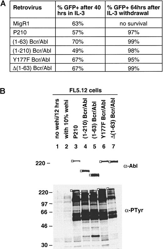 Fig. 2. All bcr/abl mutants confer factor-independent growth to FL5.12 cells. / (A) IL-3–independent growth of FL5.12 cells expressing the indicated bcr/abl proteins. FL5.12 cells were transduced with the indicated viral supernatant. Following transduction, FL5.12 cells were grown for 40 hours and FACS analysis was performed to determine the percentage of GFP+ cells. At 48 hours after transduction, cells were deprived of WEHI-conditioned medium (source of IL-3) and maintained in IL-3–free media for an additional 64 hours at which time aliquots were prepared for FACS and protein analysis. Vector control cells (MigR1) died without IL-3. (B) Immunoblots of whole cell lysates from panel A. For comparison, lysates were prepared from parental FL5.12 cells either growing in 10% WEHI-conditioned medium (lane 2) or deprived of IL-3 for 12 hours (lane 1). For each lane, 106 cells were lysed in a final volume of 100 μL lysis buffer and 12 μL of each lysate was loaded on SDS-PAGE (6% gel for 24-11 blotting and 9% gel for PY20 blotting). The immunoblotting antibodies and size markers (kd) are indicated. In the top 2 panels the bcr/abl proteins are indicated by a ■.