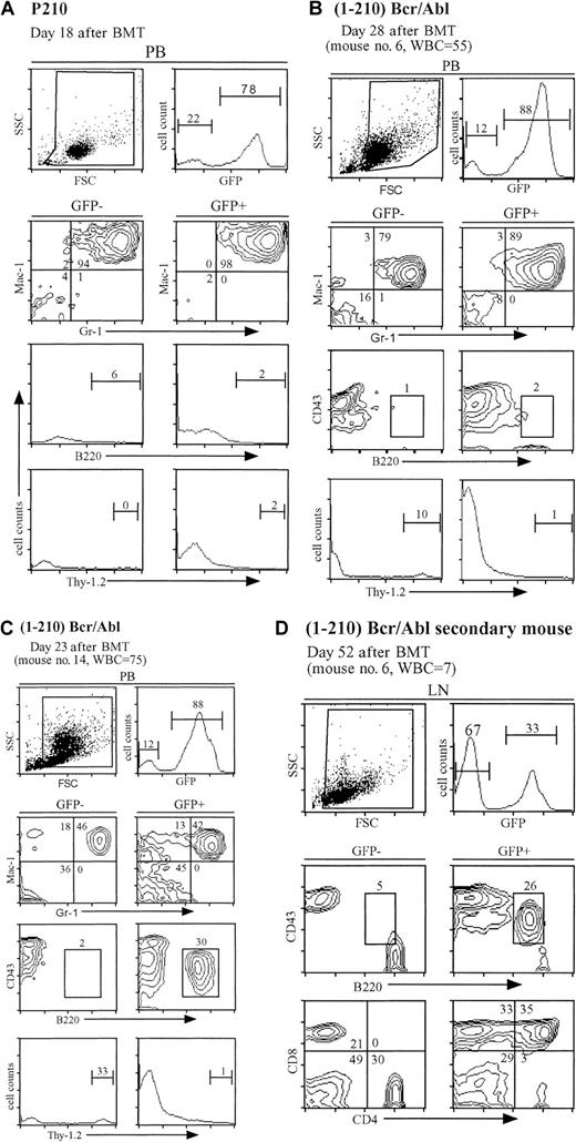 Fig. 4. Mice receiving (1-210) bcr/abl-transduced BM cells develop MPD and B-ALL. / (A) FACS analysis of peripheral blood from a representative symptomatic wild-type P210 mouse at day 18 after BMT. (B) Some (1-210) bcr/abl mice develop MPD without evidence of B-ALL. FACS analysis of peripheral blood from a representative (1-210) bcr/abl mouse (no. 6) with MPD at day 28 after BMT. Note the similarity between this mouse and the wild-type P210 mouse in panel A. (C) The majority of (1-210) bcr/abl mice develop both MPD and B-ALL. FACS analysis of peripheral blood from a representative (1-210) bcr/abl mouse (no. 14) with both MPD and B-ALL at day 23 after BMT. Note the large population of B220+CD43+ cells in the GFP+fraction. (D) FACS analysis of lymph node tissue from the recipient of spleen cells from (1-210) bcr/abl mouse number 6. Note the abnormal populations of GFP+ immature B cells (CD43+B220+) and immature T cells (CD4+CD8+). For panels A through D, the gates used for separating the GFP− and GFP+populations are shown in the upper right panel. The lower panel pairs are divided into GFP− (left) and GFP+ (right) populations. The staining antibodies are adjacent to the axes. The percentage of cells in each population is indicated. The WBC count is measured per 106 cells/mL.