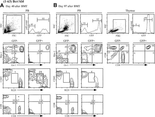 Fig. 6. The (1-63) bcr/abl mice develop T-ALL. / (A) FACS analysis of peripheral blood from a representative healthy (1-63) bcr/abl mouse at day 40 after BMT. The WBC count was 15 × 106 cells/mL, which is similar to the MigR1 controls. Note the abnormal population of GFP+B220+CD43+cells. (B) FACS analysis of peripheral blood (center) and thymus (right) from an ill (1-63) bcr/abl mouse (no. 2). The WBC count is normal. Note the disappearance of the abnormal pre-B cells from the peripheral blood. The thymic tumor cells were GFP+CD4+CD8+.