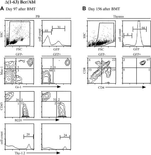 Fig. 7. A minority of Δ(1-63) bcr/abl mice develop T-ALL. / (A) FACS analysis of peripheral blood from a representative healthy Δ(1-63) bcr/abl mouse at day 97 after BMT. The WBC count was 20 × 106 cells/mL, which is similar to the MigR1 controls. (B) FACS analysis of thymus from an ill Δ(1-63) bcr/abl mouse (no. 1). The WBC count is normal. The thymic tumor cells were GFP+CD4+CD8+.