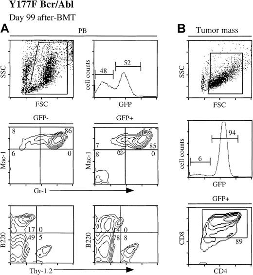 Fig. 8. Mice receiving Tyr177Phe bcr/abl-transduced BM develop T-ALL. / (A) FACS analysis of peripheral blood from Tyr177Phe bcr/abl mouse (no. 2) at day 99 after BMT. The WBC count was 11 × 106cells/mL. (B) FACS analysis of the tumor mass from the same ill Tyr177Phe bcr/abl mouse. The tumor cells were GFP+CD4+CD8+.