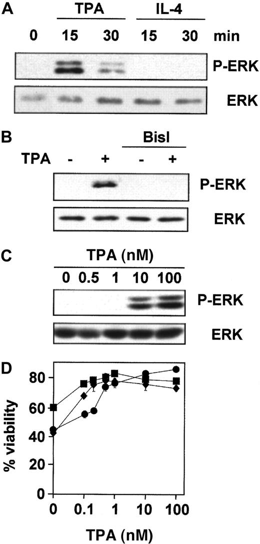Fig. 3. TPA, but not IL-4, induces PKC-dependent phosphorylation of ERK. / Purified peripheral blood B-CLL cells from patient 1 were incubated (A) for different times with 100 nM TPA and 10 ng/mL IL-4, (B) for 20 minutes with 100 nM TPA after preincubation for 1 hour with 5 μM BisI, and (C) with different concentrations of TPA for 20 minutes. Then cells were harvested and lysed, and phosphorylated forms of ERK (P-ERK) were analyzed by Western blot. (D) Cells from patients 1 (●), 2 (■), and 3 (⧫) were incubated for 48 hours with different doses of TPA in the presence of 10 μM dexamethasone, and cell viability was determined by flow cytometry. Results are represented as the mean ± SD from one experiment performed in duplicate.
