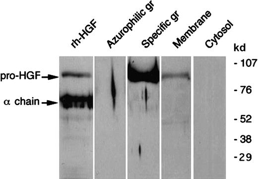 Fig. 2. Western blot analysis of HGF in human neutrophil subcellular fractions. / Human neutrophil subcellular fractions were prepared as described in “Materials and methods”; proteins from each fraction (azurophil and specific granules (gr), membranes and cytosol) were separated by SDS-PAGE in reducing conditions and revealed with antihuman HGF monoclonal antibodies; rh-HGF (a mixture of pro-HGF and mature HGF) was loaded and blotted in parallel. The molecular masses of protein standards are indicated. These data are representative of one typical experiment of 5.