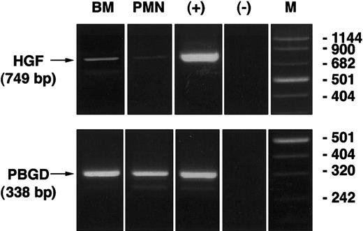 Fig. 4. RT-PCR analysis of HGF mRNA expression by bone marrow cells and mature PMNs. / Total RNA was extracted from bone marrow (BM) cells (previously depleted from their mononuclear cells) and from mature PMNs (PMN). After reverse transcription, PCR was carried out with specific pairs of primers designed for HGF and PBGD. Unstimulated MRC-5 human embryonic lung fibroblasts served as positive controls (+). The figure indicates the size of amplification products relative to molecular weight standards run in parallel (M) and the negative control (−).