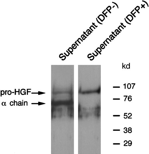 Fig. 6. Western blot analysis of HGF released after PMN degranulation: effect of DFP. / PMNs were incubated with 2 mM DFP (DFP+) or without DFP (DFP−) for 15 minutes at 4°C then stimulated with cytochalasin B and fMLP at 37°C; the supernatant was then subjected to Western blot analysis in reducing conditions and revealed with antihuman HGF monoclonal antibodies. These data are representative of one experiment of 3.